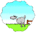 baranek